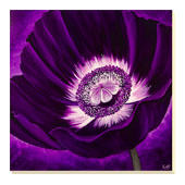 Purple Passion I